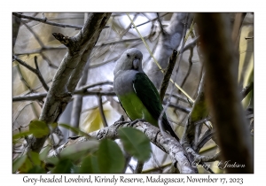 Grey-headed Lovebird