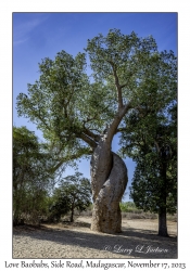 Love Baobabs