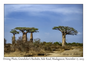 Grandidier's Baobabs