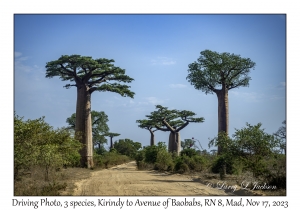 3 species of Adansonia Baobabs