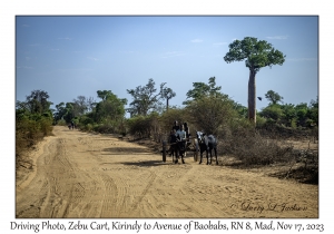 Zebu Cart