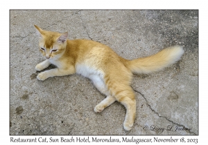 Restaurant Cat