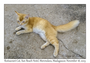 Restaurant Cat