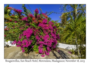 Bougainvillea