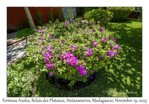 Formosa Azalea