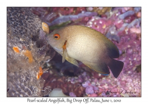 Pearl-scaled Angelfish