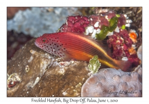 Freckled Hawkfish