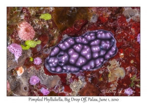 Pimpled Phyllidiella