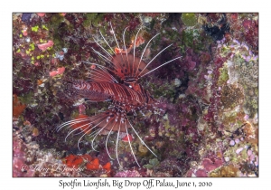 Spotfin Lionfish