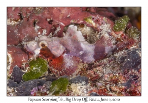 Papuan Scorpionfish