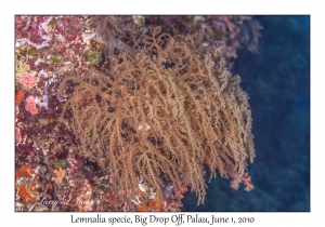 Lemnalia species
