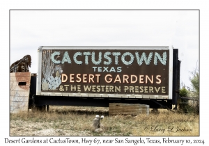 Desert Gardens at CactusTown