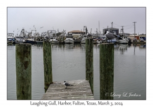 Laughing Gulls