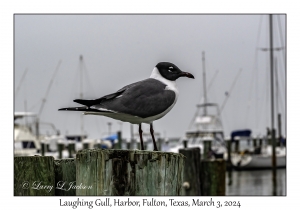 Laughing Gull