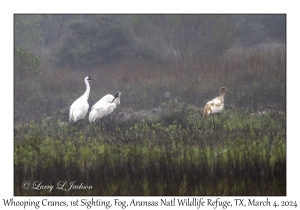 Whooping Cranes