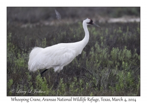 Whooping Crane