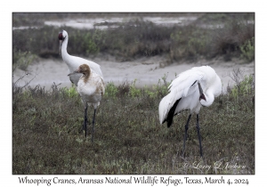 Whooping Cranes