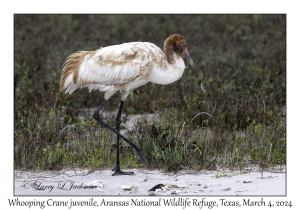 Whooping Crane