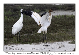 Whooping Cranes