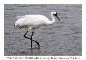 Whooping Crane