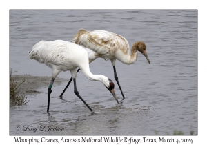 Whooping Cranes