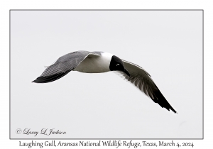 Laughing Gull