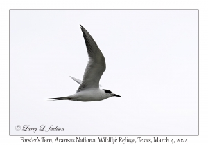 Forster's Tern