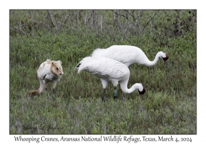 Whooping Cranes