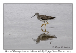 Greater Yellowlegs