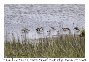 Stilt Sandpipers & Dunlins