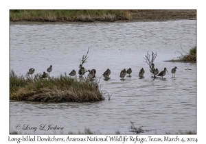 Long-billed Dowitchers