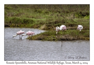 Roseate Spoonbills