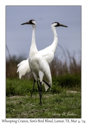 Whooping Cranes