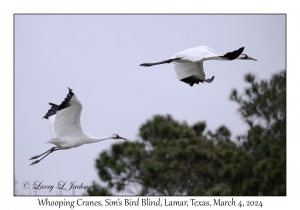 Whooping Cranes