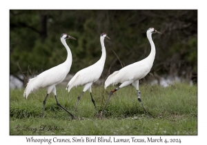 Whooping Cranes