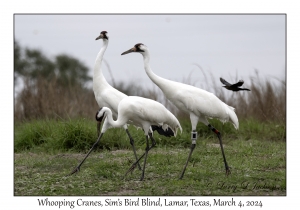 Whooping Cranes