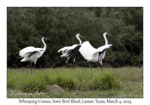 Whooping Cranes