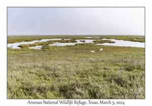 Aransas National Wildlife Refuge