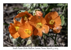 South Texas Globe Mallow