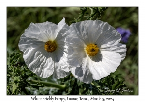 White Prickly Poppies