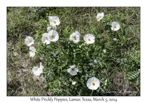 White Prickly Poppies