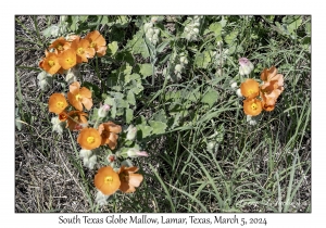 South Texas Globe Mallow
