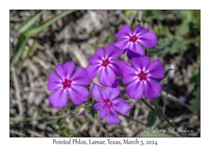 Pointed Phlox