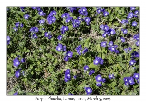 Purple Phacelia