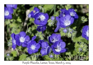 Purple Phacelia