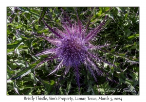 Bristly Thistle