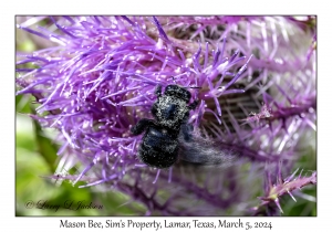 Mason Bee