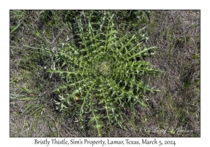 Bristly Thistle