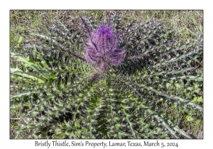 Bristly Thistle