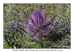 Bristly Thistle